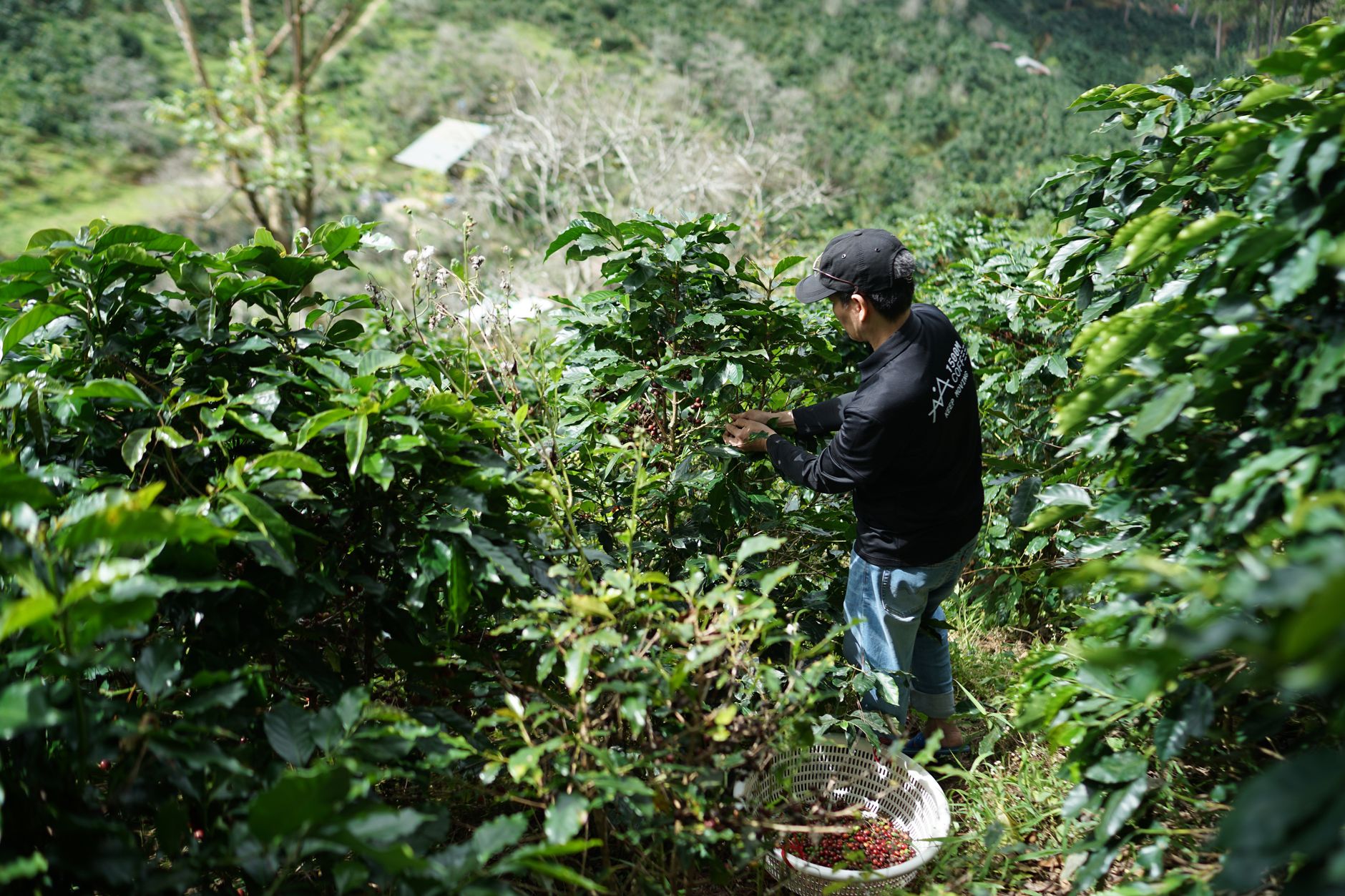 A farmer harvesting coffee beans in a lush hillside plantation during daylight.