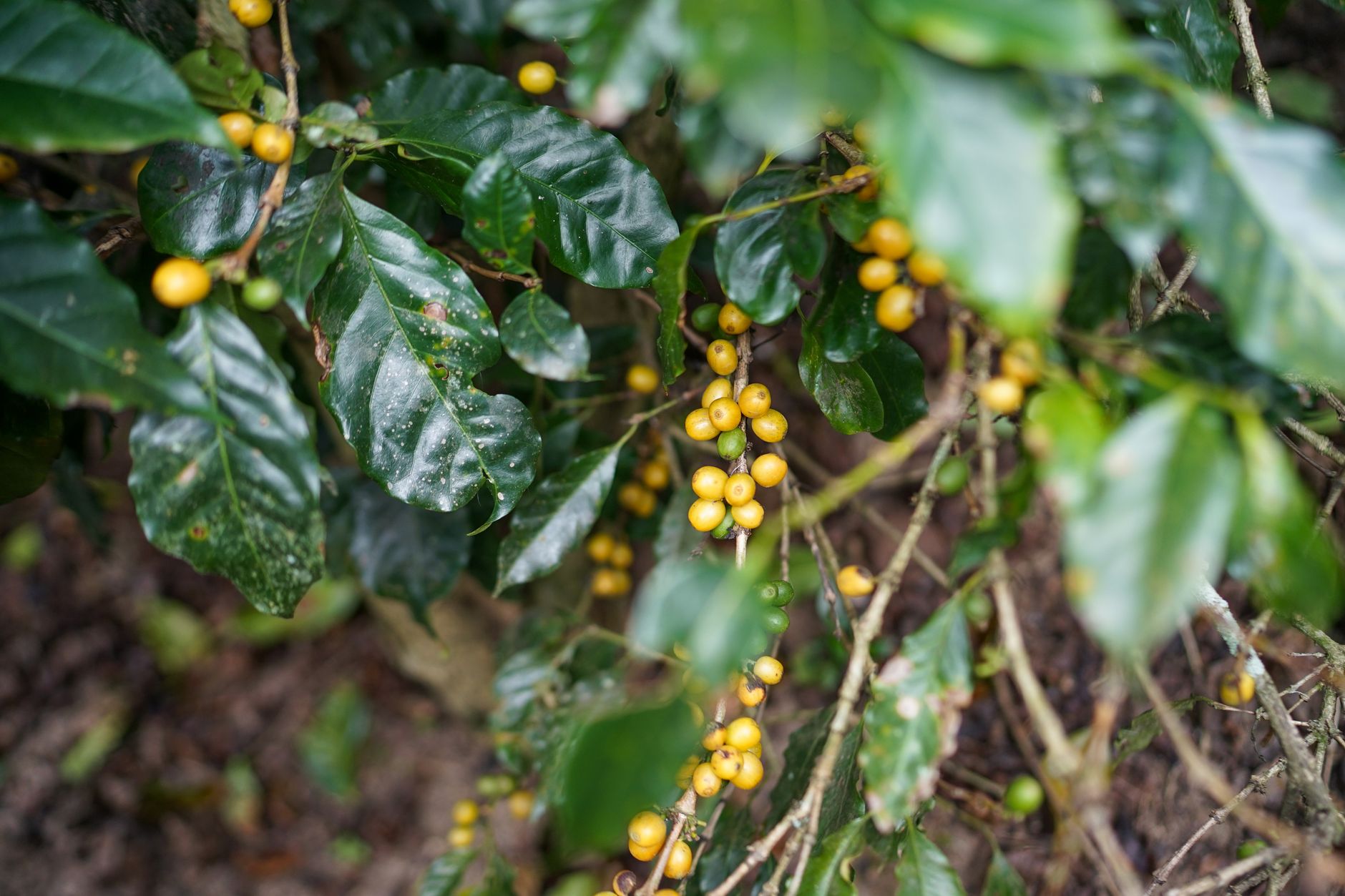Vibrant yellow Arabica coffee cherries growing on a plantation in Lâm Đồng, Vietnam.